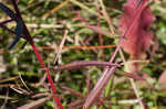 Mexican primrose-willow